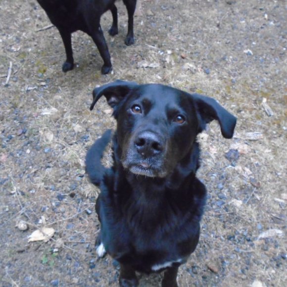 Meet your Posher, Labrador - Picture 13 of 16